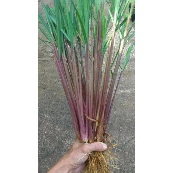 Sereh Merah 1 kg, Sereh Merah Wangi, Sereh Wangi Tanaman, Sereh Wangi Murni, Sereh Wangi Sereh Merah