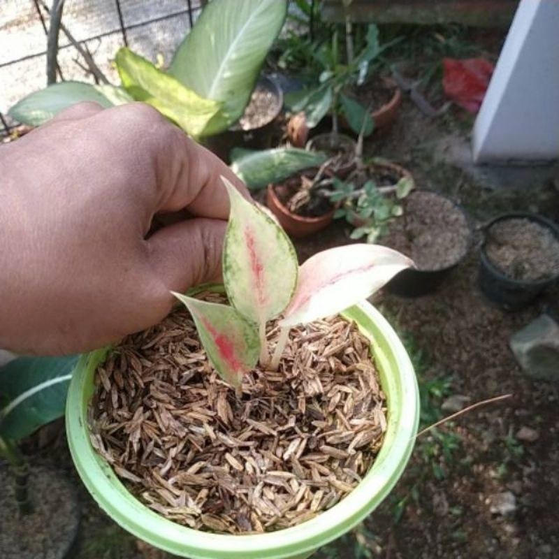 Baby Bonggolan Aglonema LOD