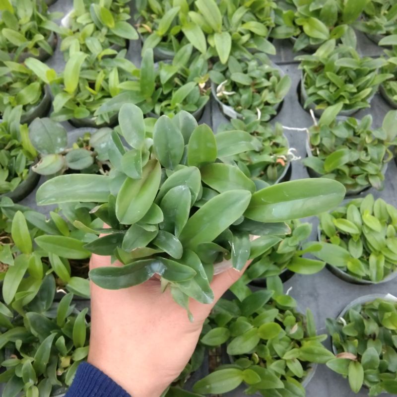 anggrek cattleya bunga harum "anggrek kompot ginuk-ginuk"