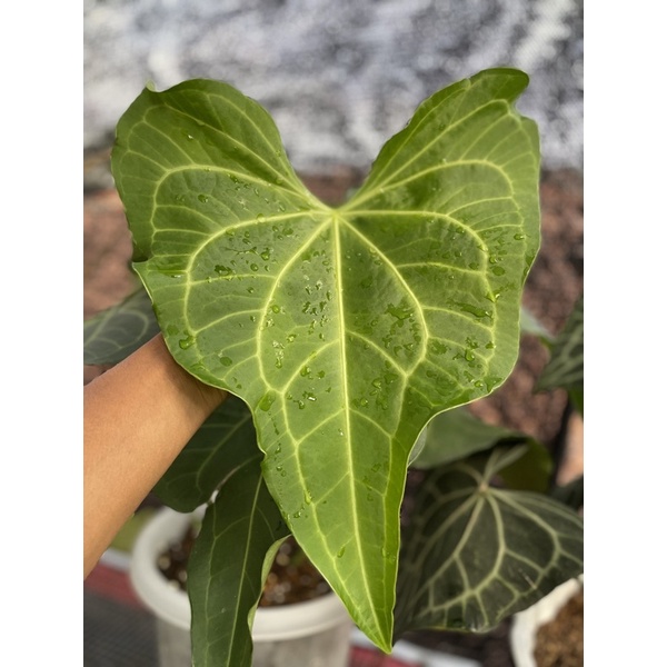anthurium clarinervium (varian delta force)