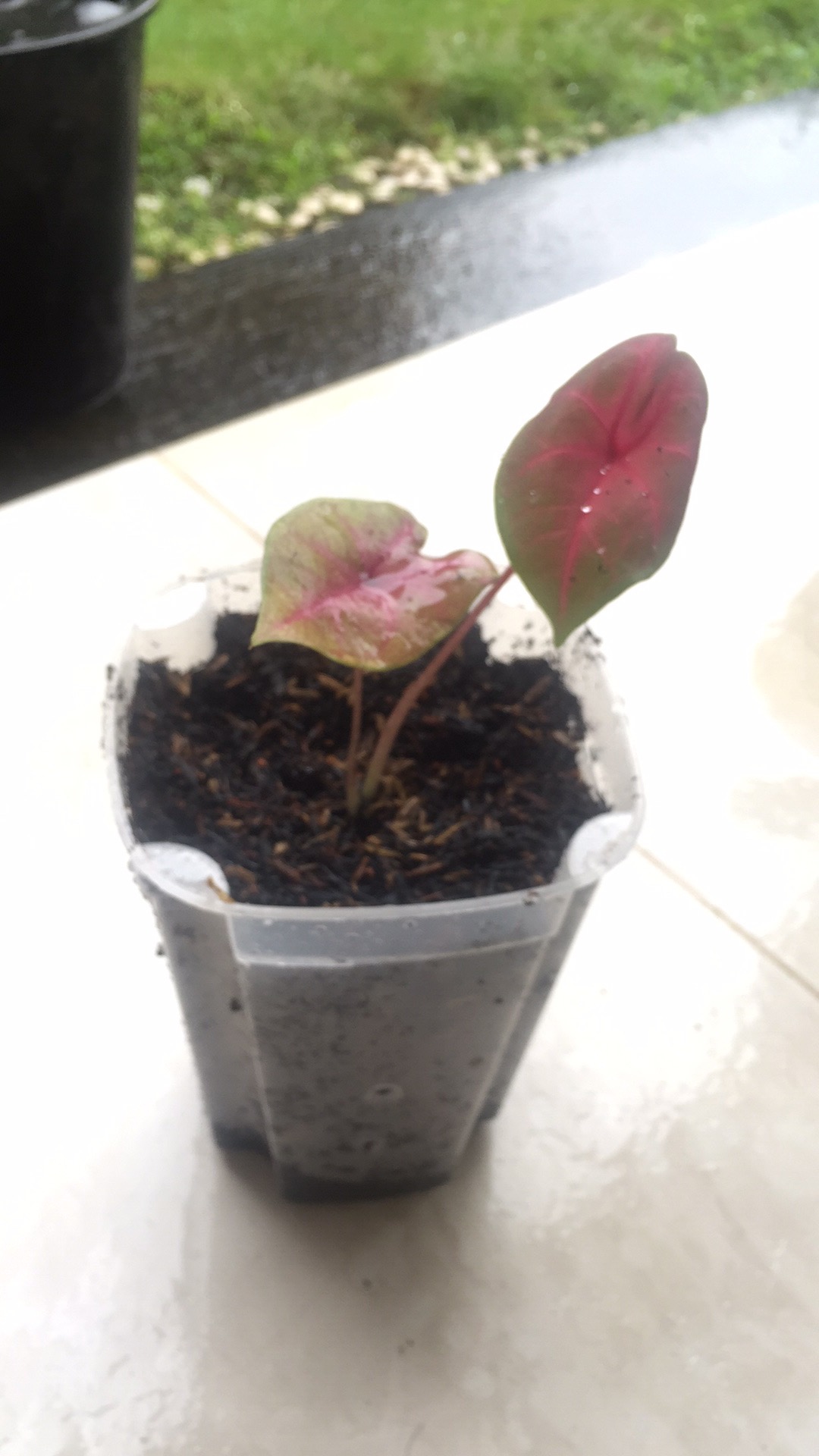 Caladium Keladi Batura