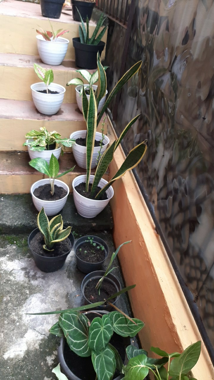 Media Tanam Tanah Subur Organik Berat -/+ 14-15kg Siap Pakai By Gojek/grab