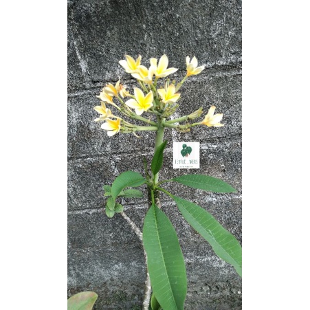 Tanaman Hias Kamboja Bali Kuning Berakar