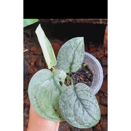 scindapsus silver splash