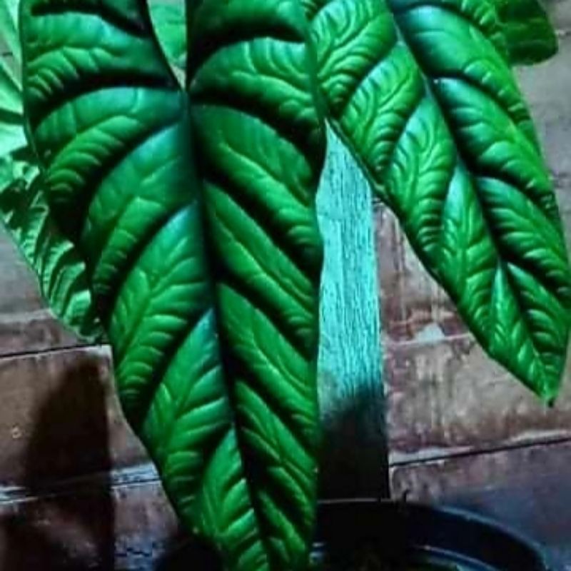 bonggol alocasia sinuata/puncak borneo