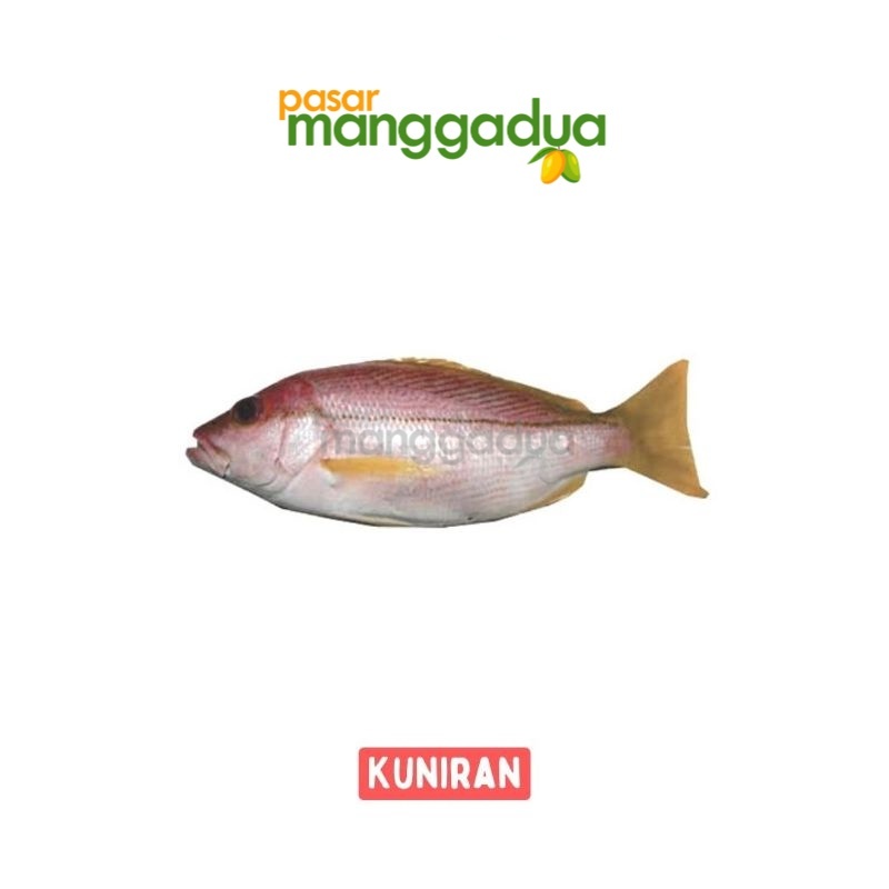 

FRESH !!! Ikan Kuniran Per Kg / Ikan Segar