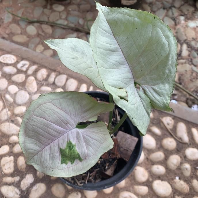 Syngonium Green Splash