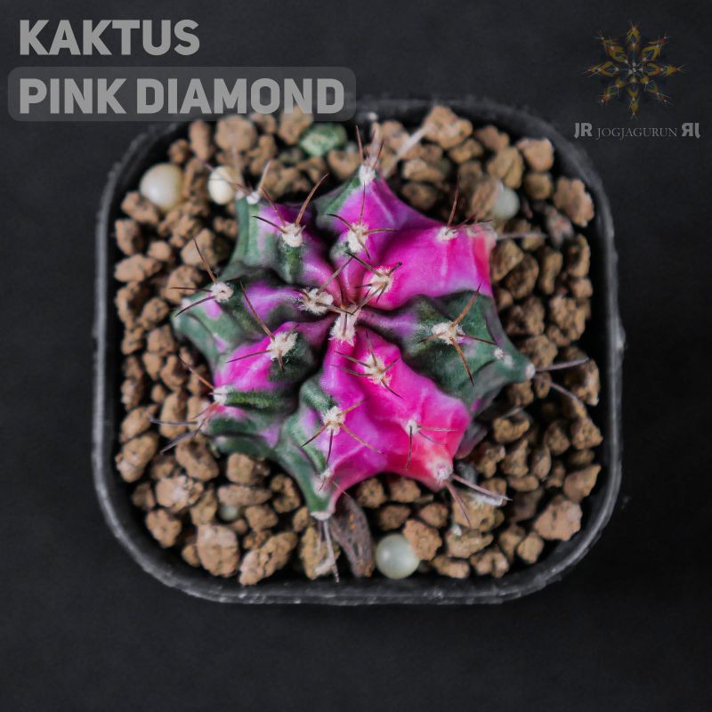 Kaktus Pink Diamond