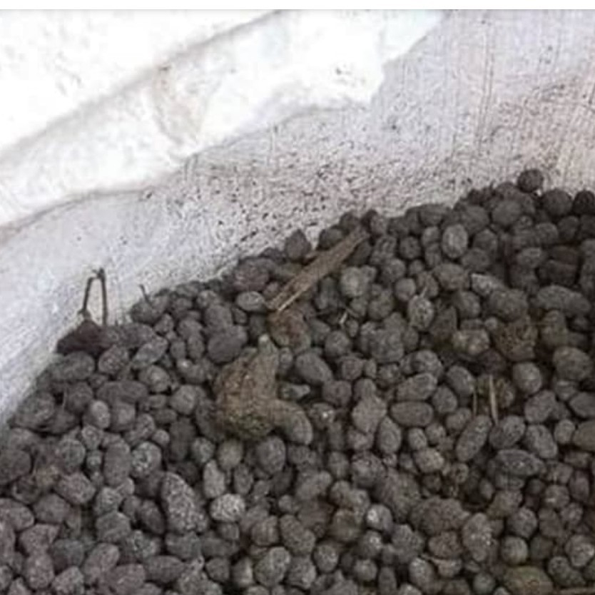 Pupuk kandang tai kambing murni