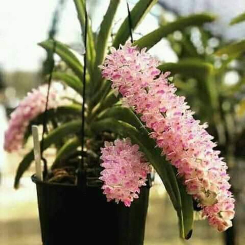 Paket hemat Anggrek ekor tupai, rhynchostylis retusa