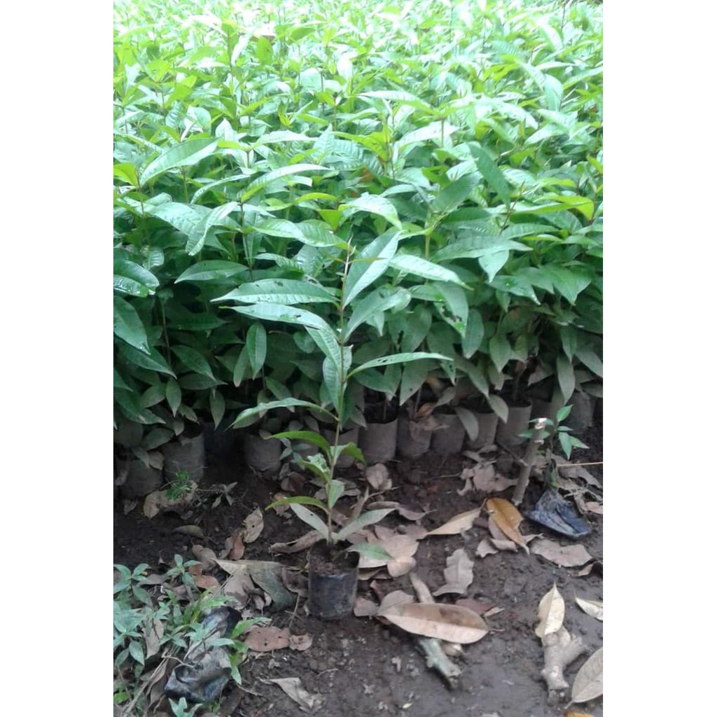 

15 Bibit Jambu Air Batang Bawah Seedling