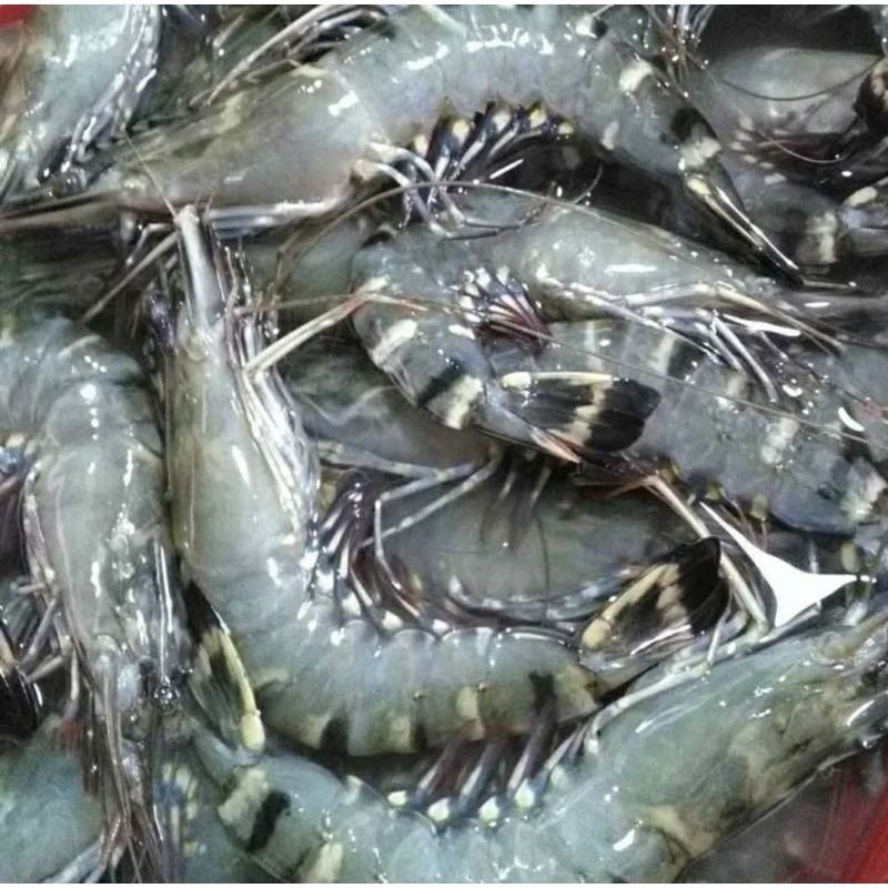 

Udang Tiger size 20-30 per 500g