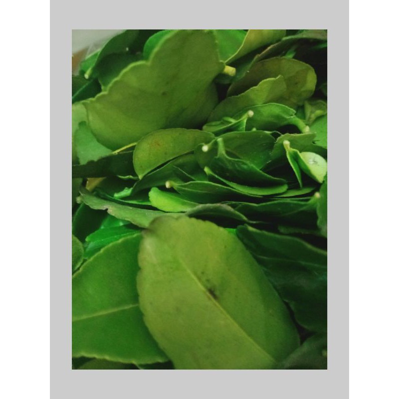 

100 GRAM ( DAUN JERUK MURAH)