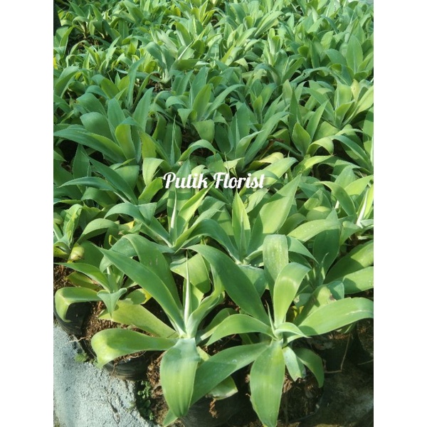 Siklok - Tanaman Hias Agave Attenuata / Tanaman Hias Siklok
