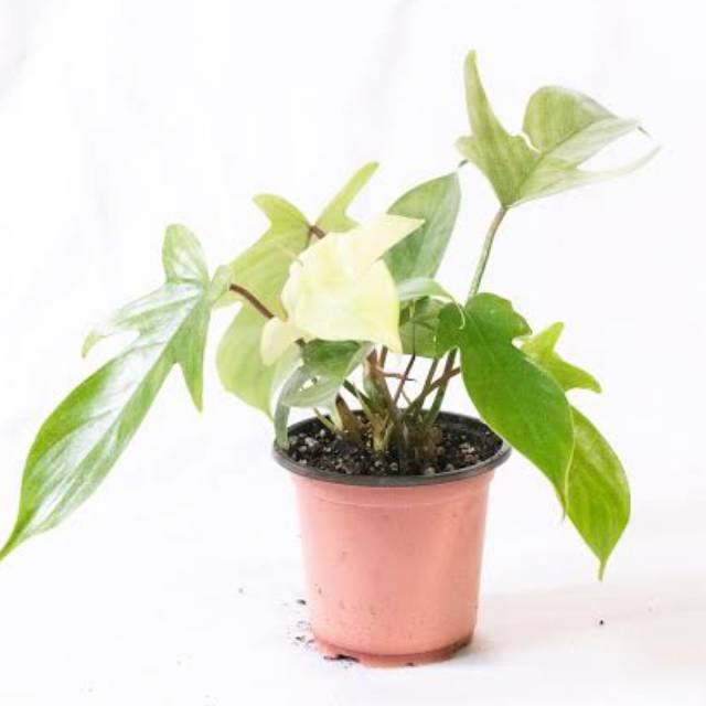 Philodendron Florida Ghost