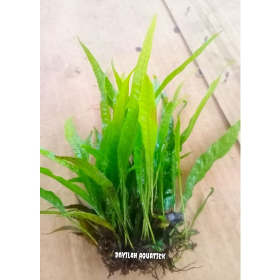 kadaka java fern tanaman aquscape