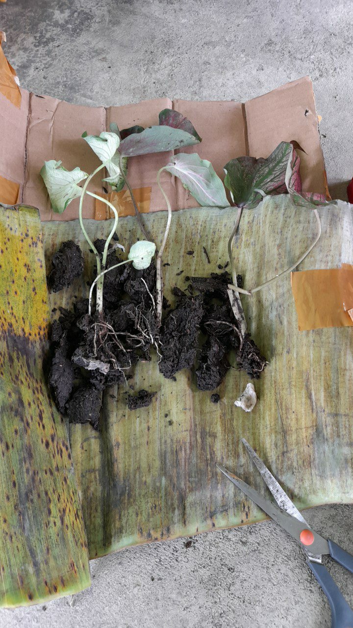 Surat Karantina/sekali Chekout/1 No Resi