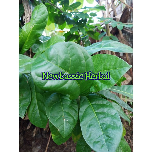 

jual daun maja daun majapahit fresh 500 gram