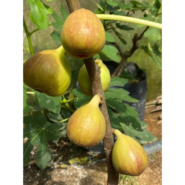 Bibit buah tin LDA fresh cangkok