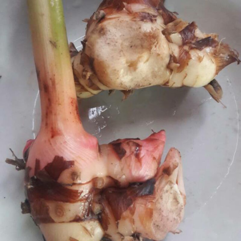 

Lengkuas Laos 500 gr