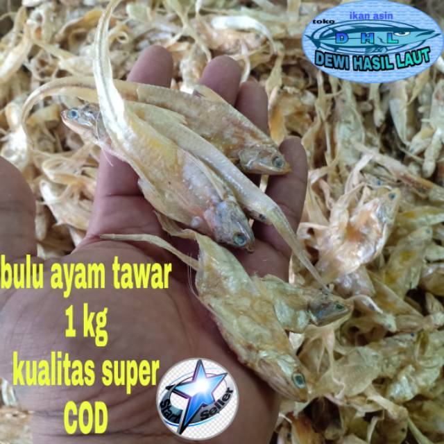 

Ikan asin bulu ayam tawar 1 kg