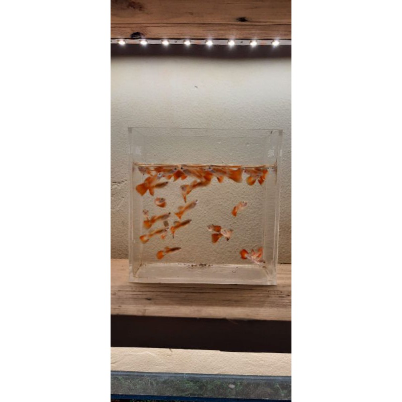 

ikan guppy red blonde