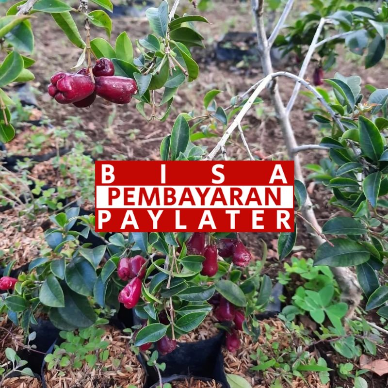 Bibit Jambu Lili Pily | Jambu Air Mini  Original