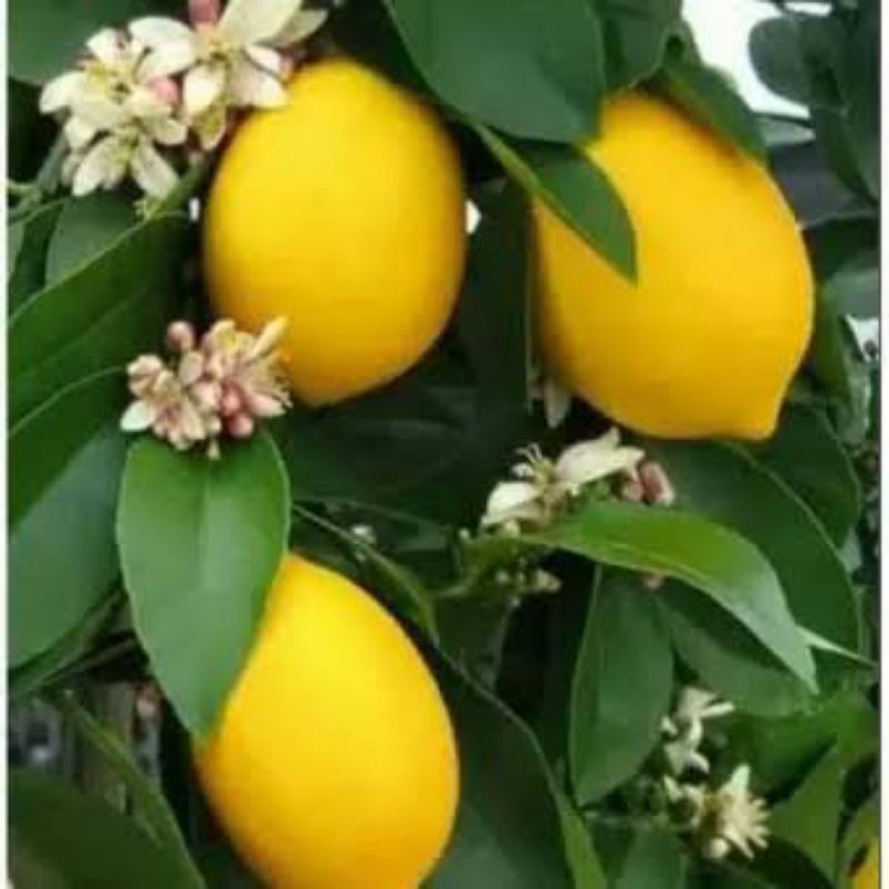 bibit jeruk lemon california berbuah