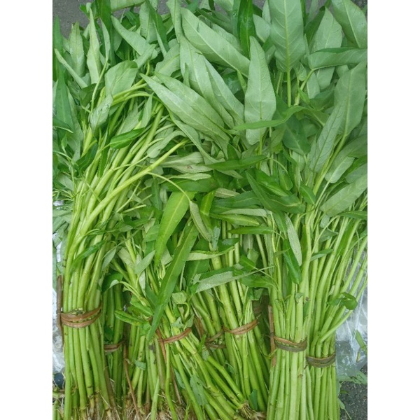 

SAYUR KANGKUNG