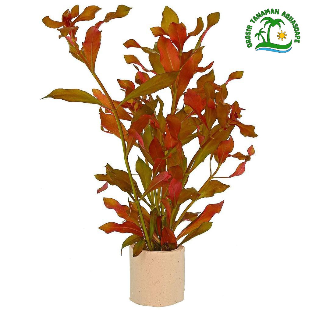 ludwigia repens tanaman aquascape - tanaman air aquarium - tanaman hidup aquarium full air - Tanaman