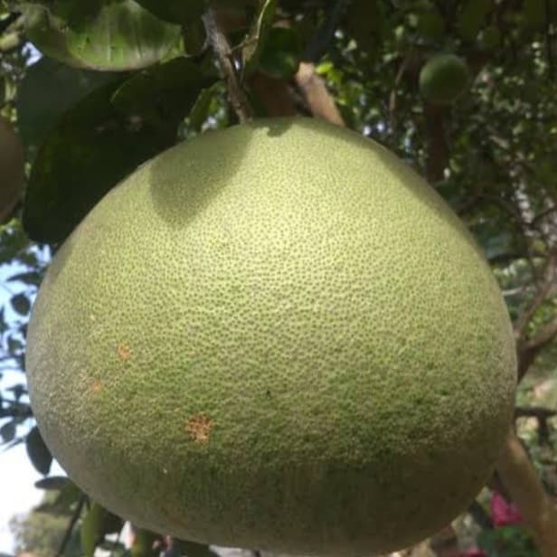 BIBIT TANAMAN BUAH JERUK BALI HSL OKULASI, BAGUS UNTUK TABULAMPOT