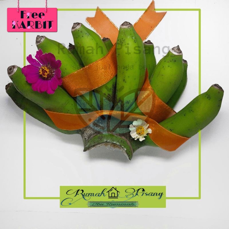

Pisang Susu Mentah siap di imbu / dimatangkan