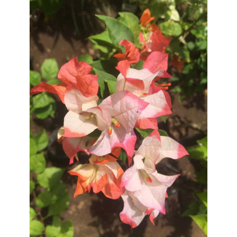 bougenville id MAHARANI