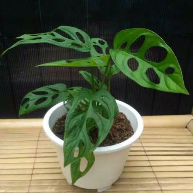 TANAMAN HIAS JANDA BOLONG 2-3 daun