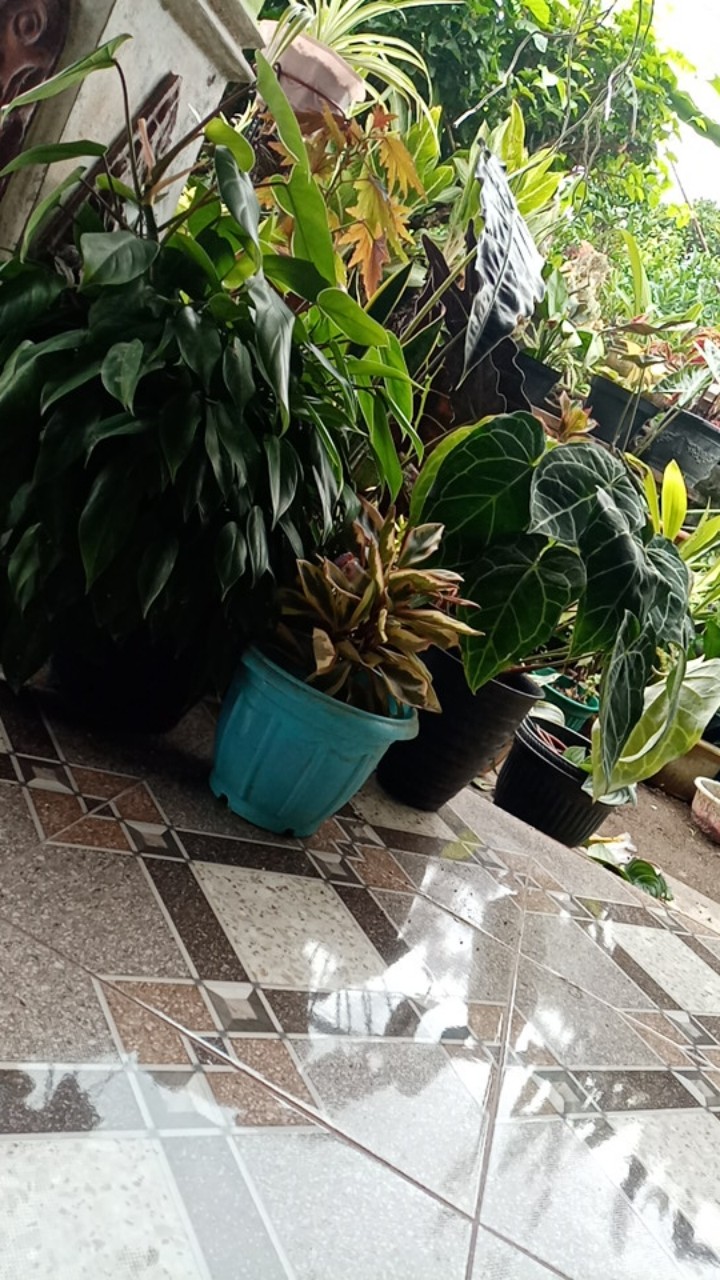 Bigsize Blouse Alisha Batik Jumbo Xxl Atasan Kerja Kantor Wanita Murah 525 Baju Cewek Etnik