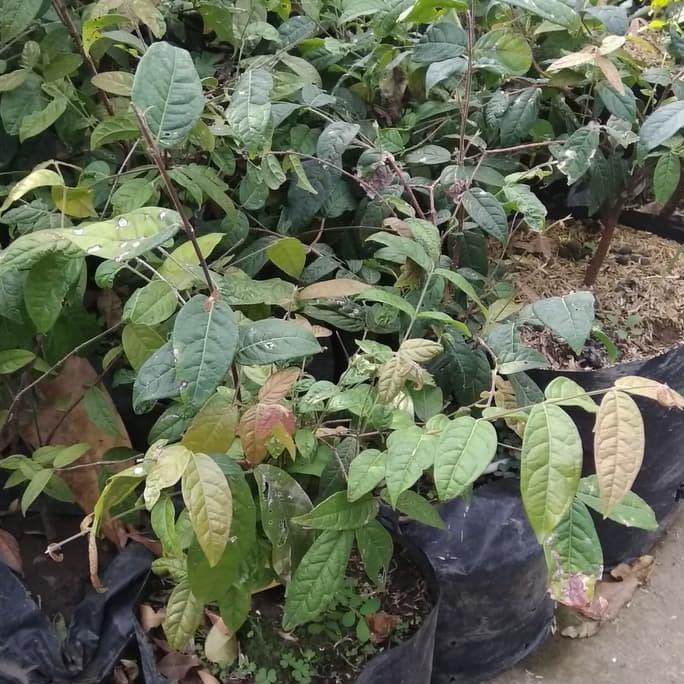 Kw+ Bibit Tanaman Buah Araza ( Araca Boi ) Kwa1