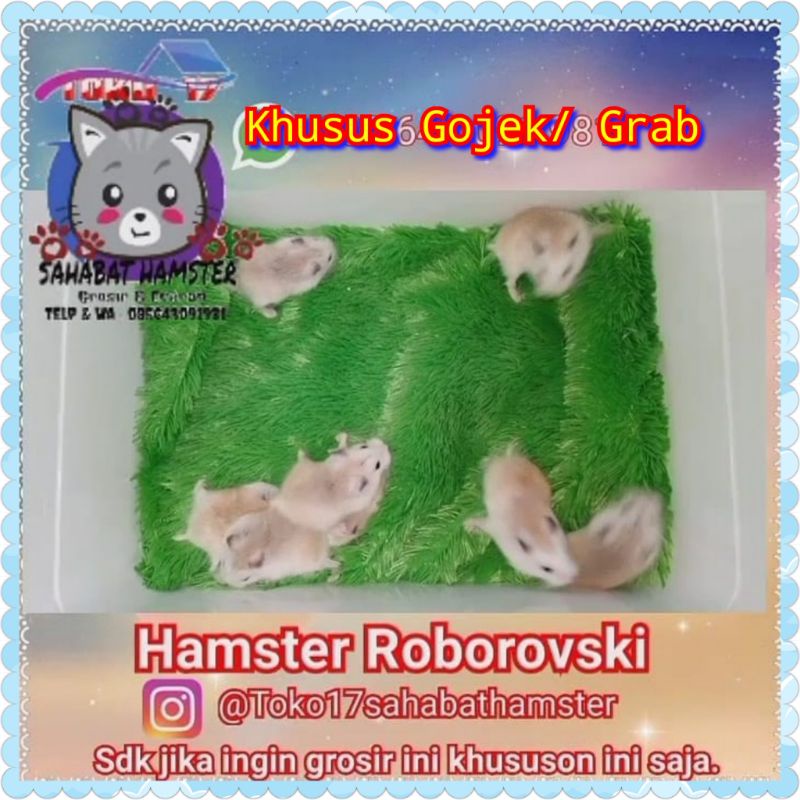 Hamster Roborovski