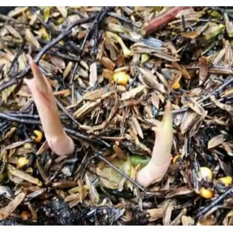 bonggol aglonema lotus