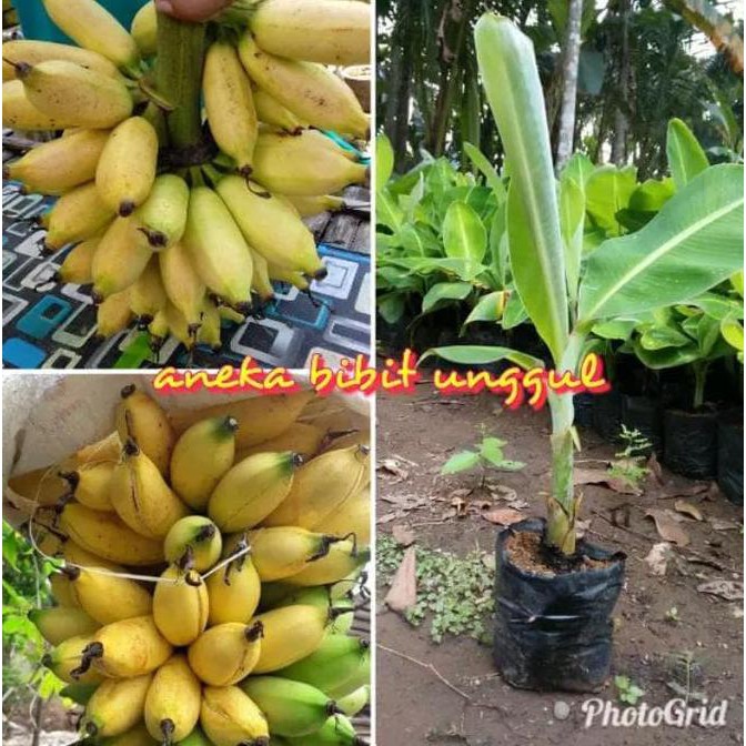 Pkl Unggul Bibit Buah  Pisang Mas Atau Pisang Emas A1 