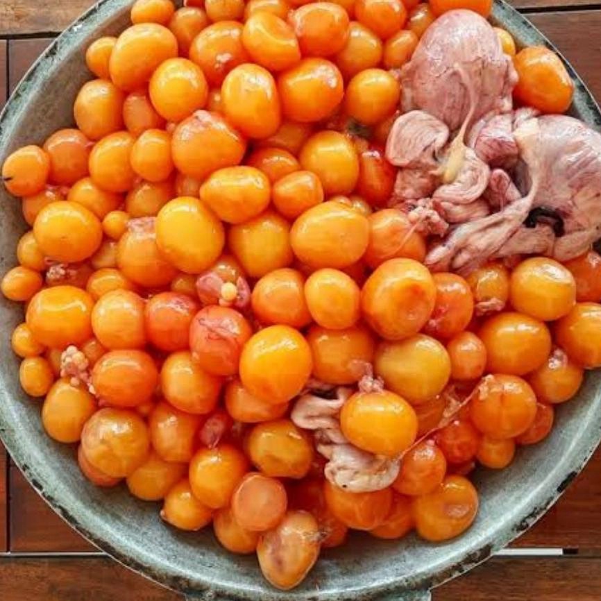 

telur muda uritan ayam kampung murah banget