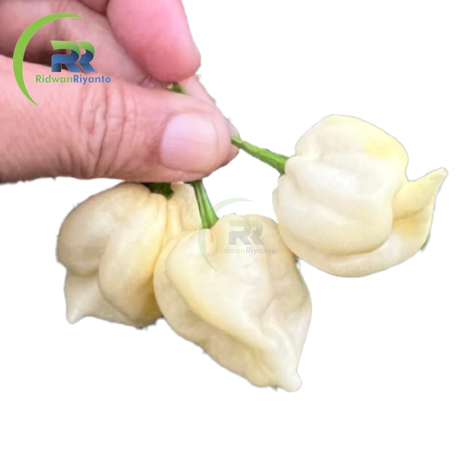 BUAH Cabe CAROLINA REAPER WHITE Cabai Terpedas Nomor 1 di Dunia Versi Guinness World Record