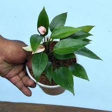 Tanaman hias anthurium mickey mouse Anturium Mini pink anthurium micky mini pink bunga indoor - BAKUL KEMBANG