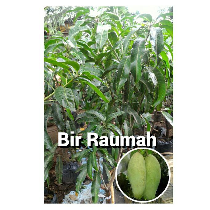 xx Bibit Pohon Mangga Golek Bog Promo..
