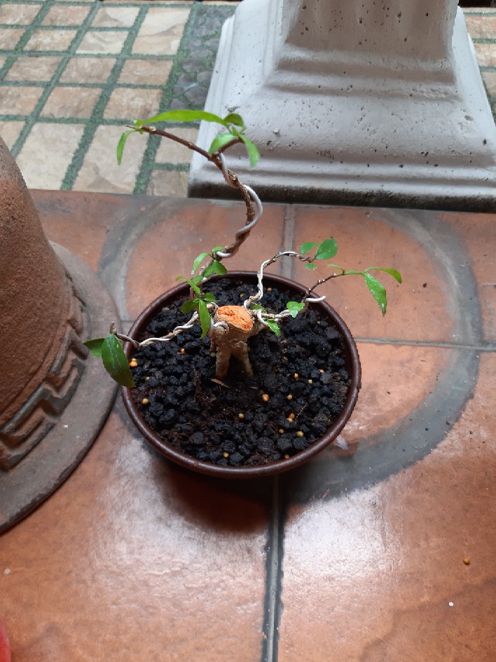 Bonsai Anting Putri Mame