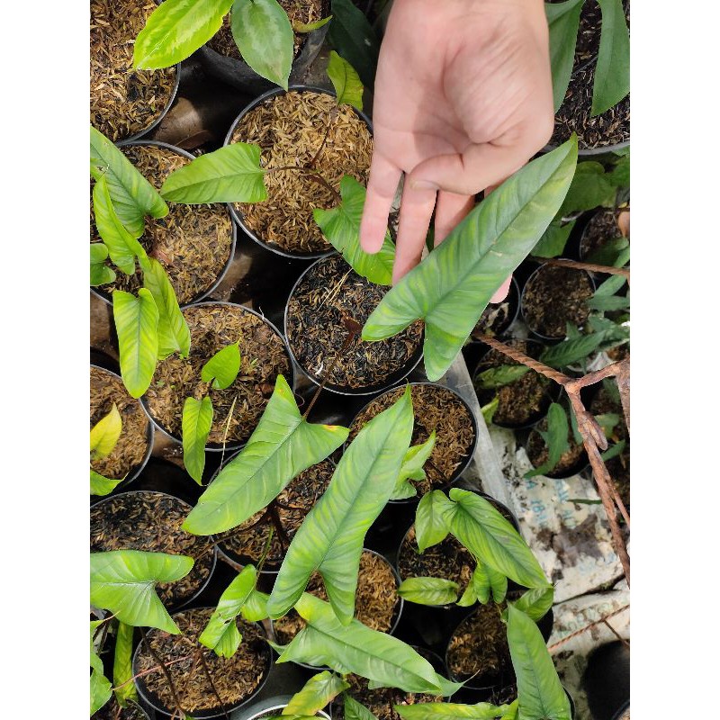 Homalomena sp