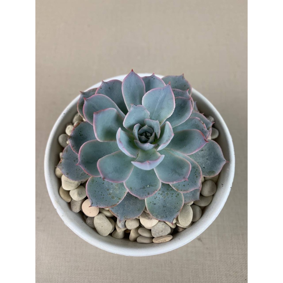 Kaktus Sukulen  Echeveria Subsenliss Tanaman Hias