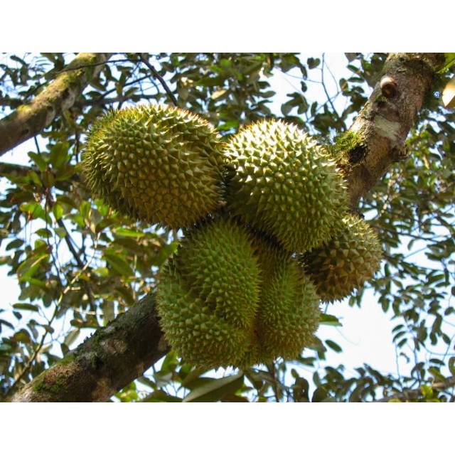 Bibit buah durian musang king malaysia kaki 3