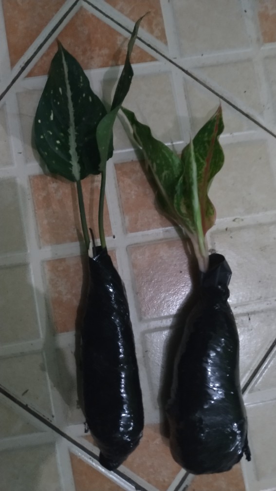 Aglaonema Butterfly - Bibit Aglaonema - Aglaonema - Aglonema Butterfly - Agonema - Bibit Aglonema