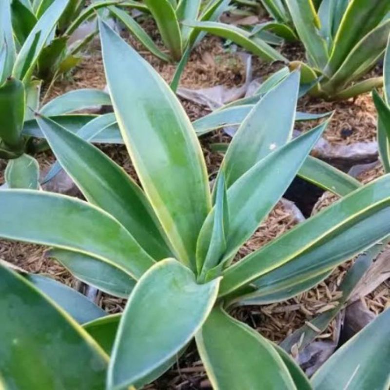 tanaman hias Agave king.siklok king