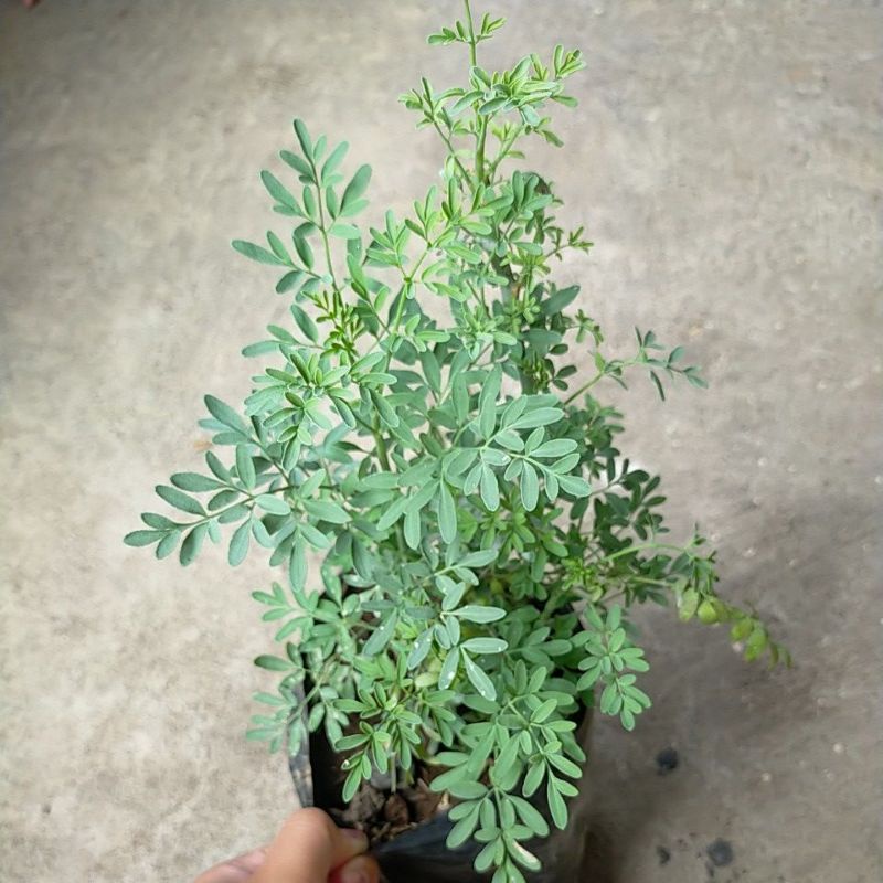 Tanaman herbal inggu